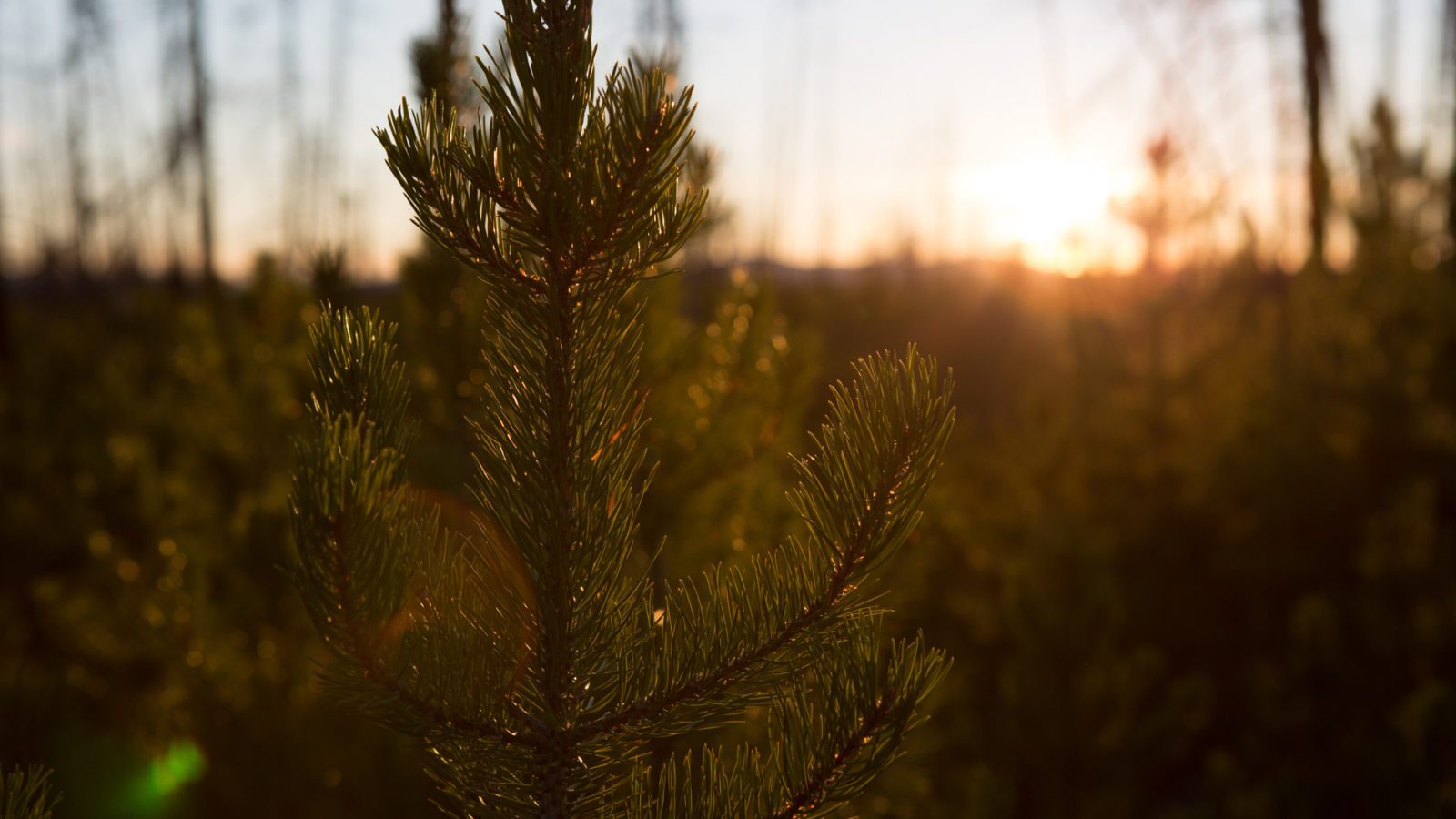 Eniyud Community Forest